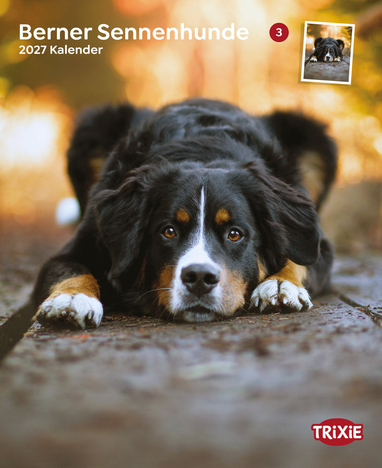 Kalender Berner Sennenhunde 2027