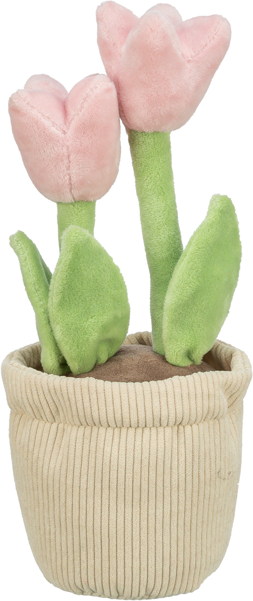 Tulpe, knistert, 27 cm