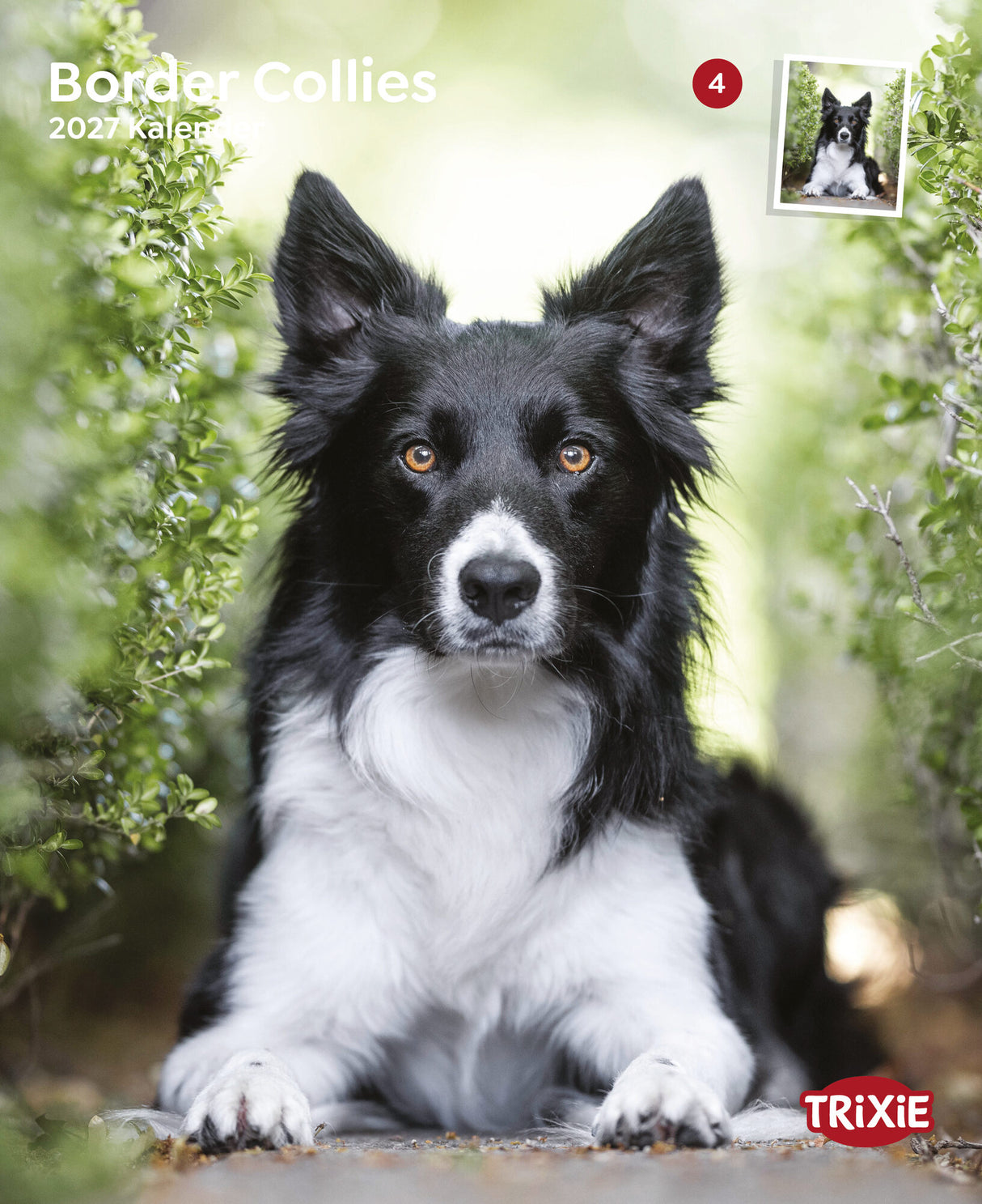 Kalender Border Collies 2027