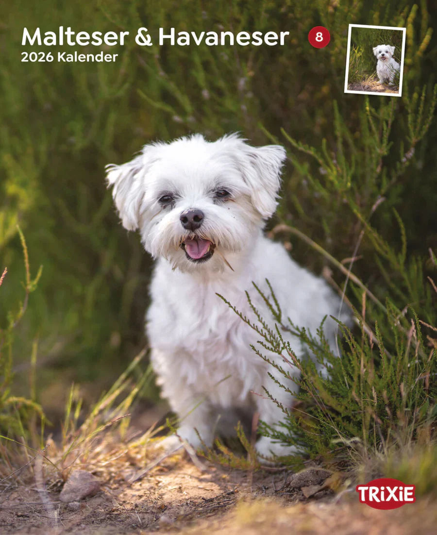 Kalender Malteser / Havaneser
