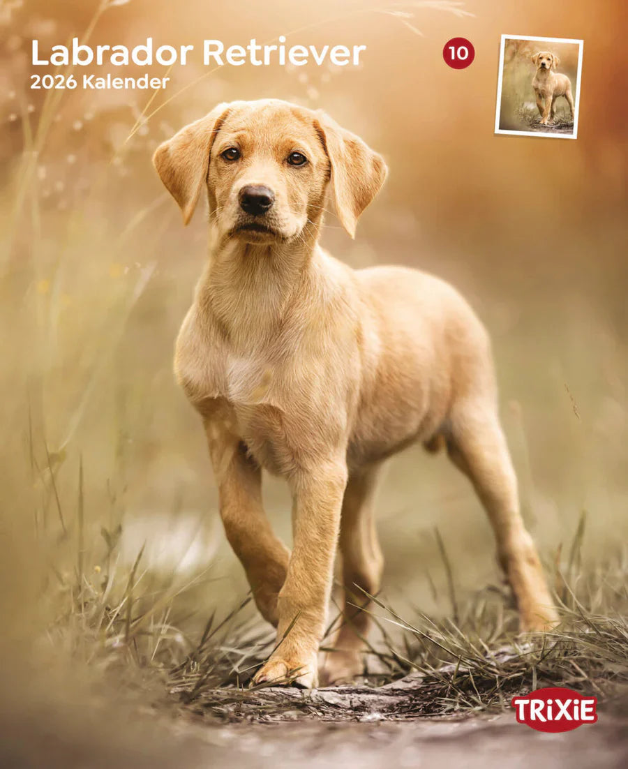 Kalender Labrador Retriever