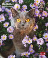 Kalender Katzen