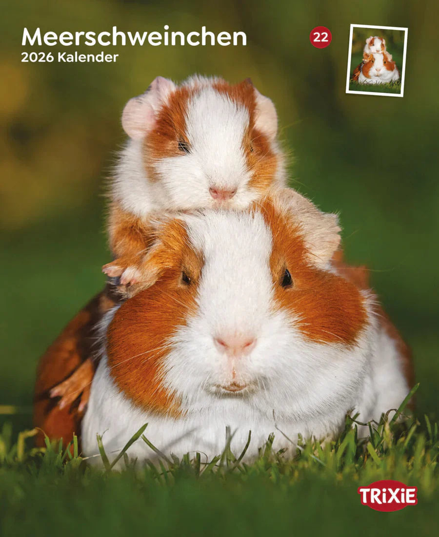 Kalender Meerschweinchen