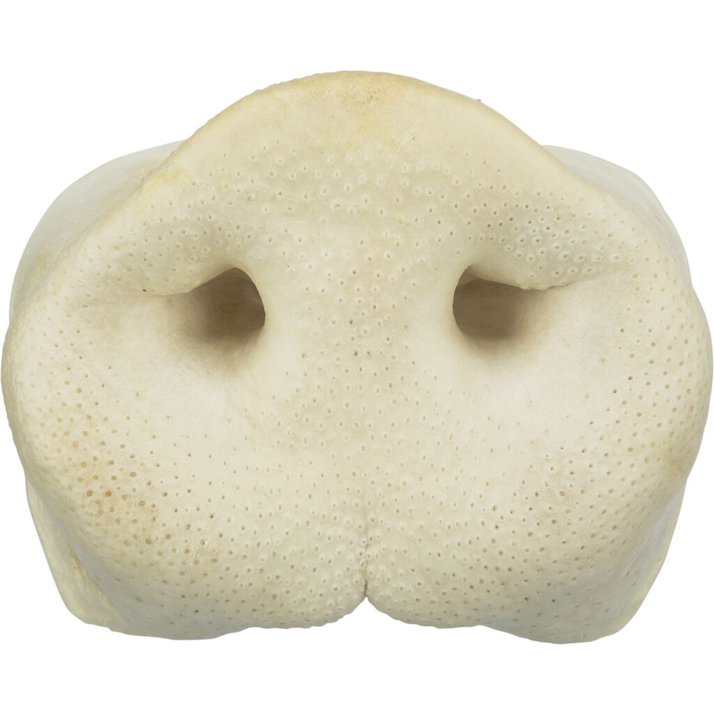 Schweinenase, getrocknet