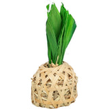 Ananas, Bambus mit Maisblättern und Heu