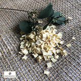 Paws & Patch PASTINAKENFLOCKEN für Hunde