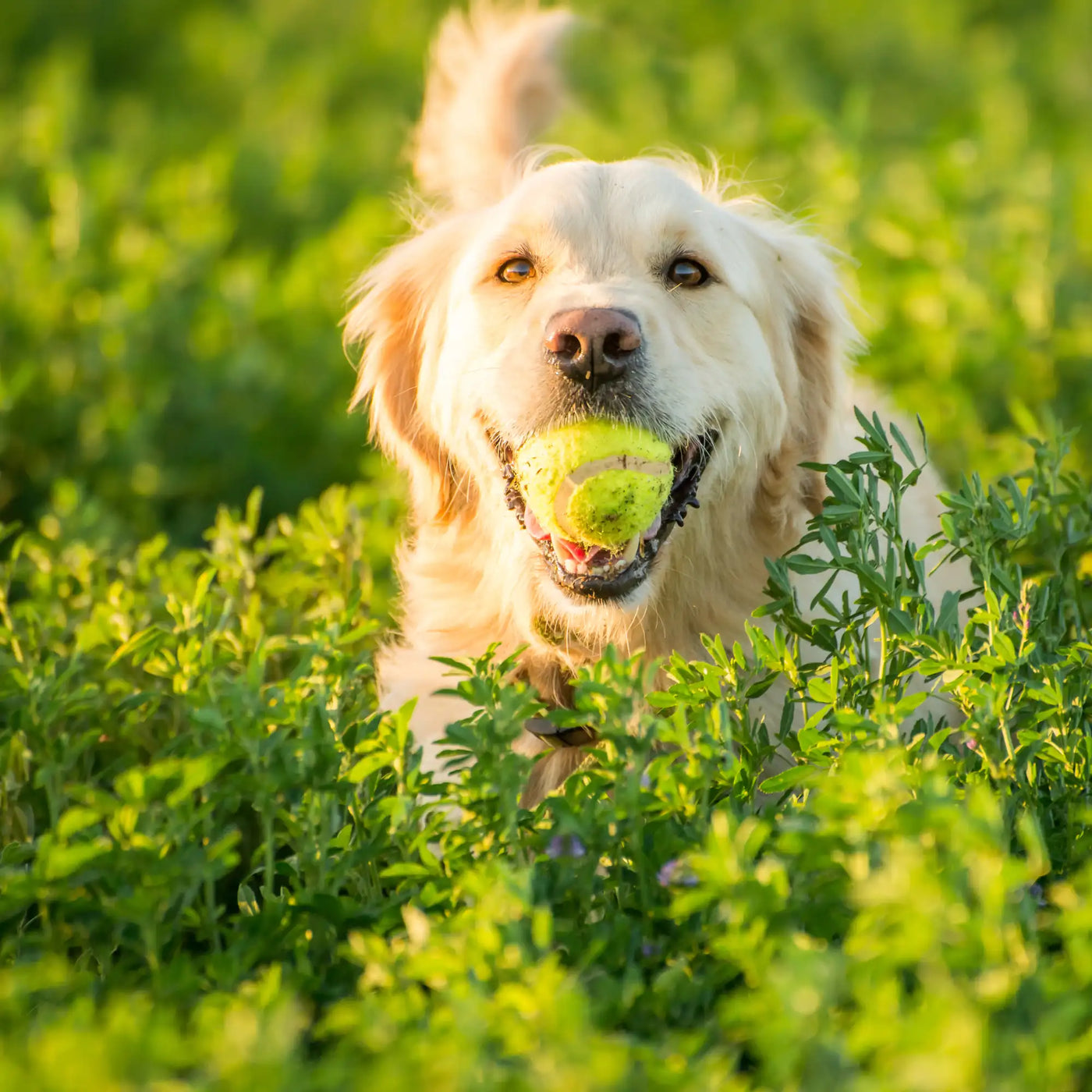 futterwolke-banner-2