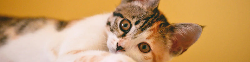 futterwolke-banner-2